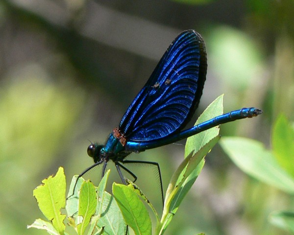 Libelle - (c) E Rockstroh.jpg